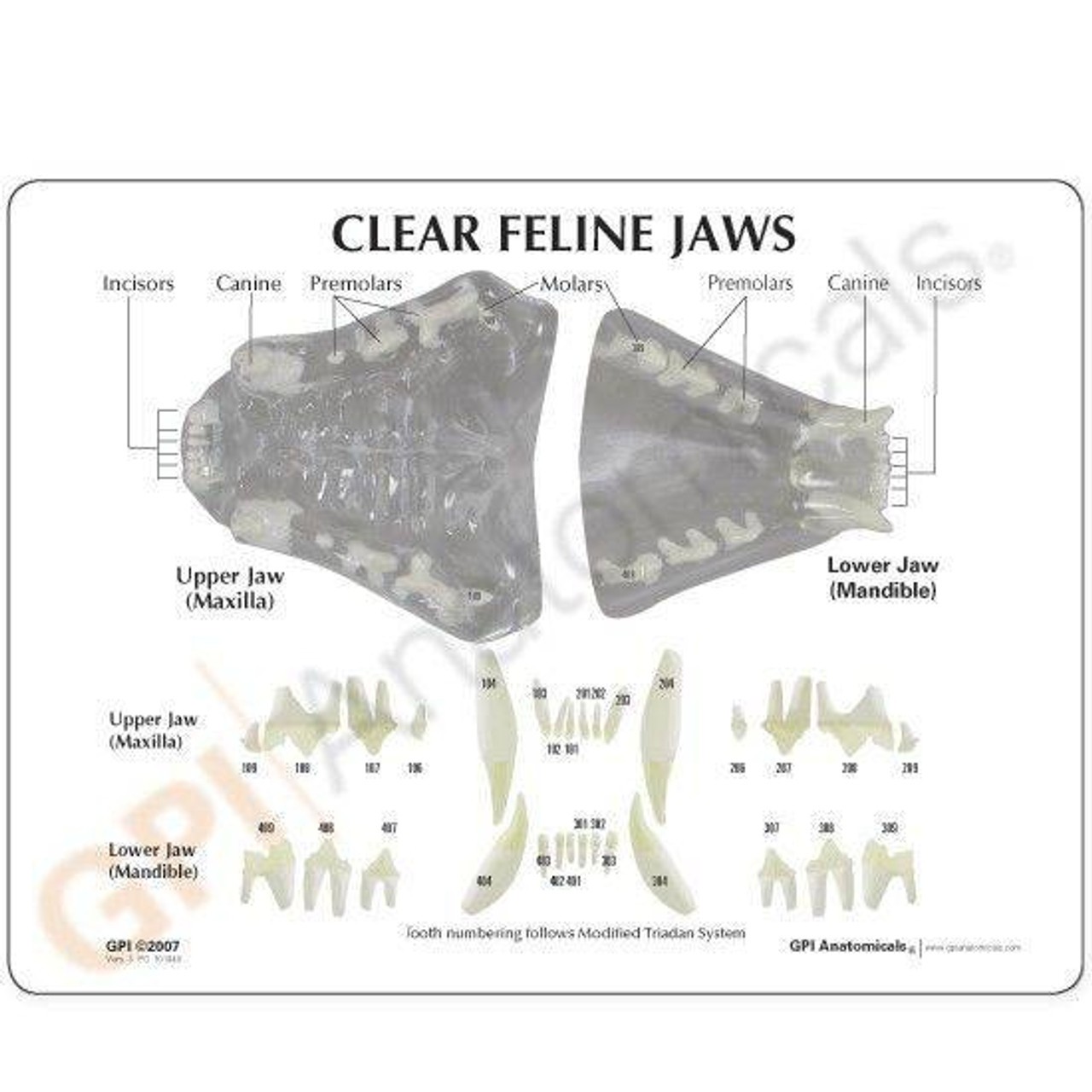 Clear Feline Jaw Anatomy Model