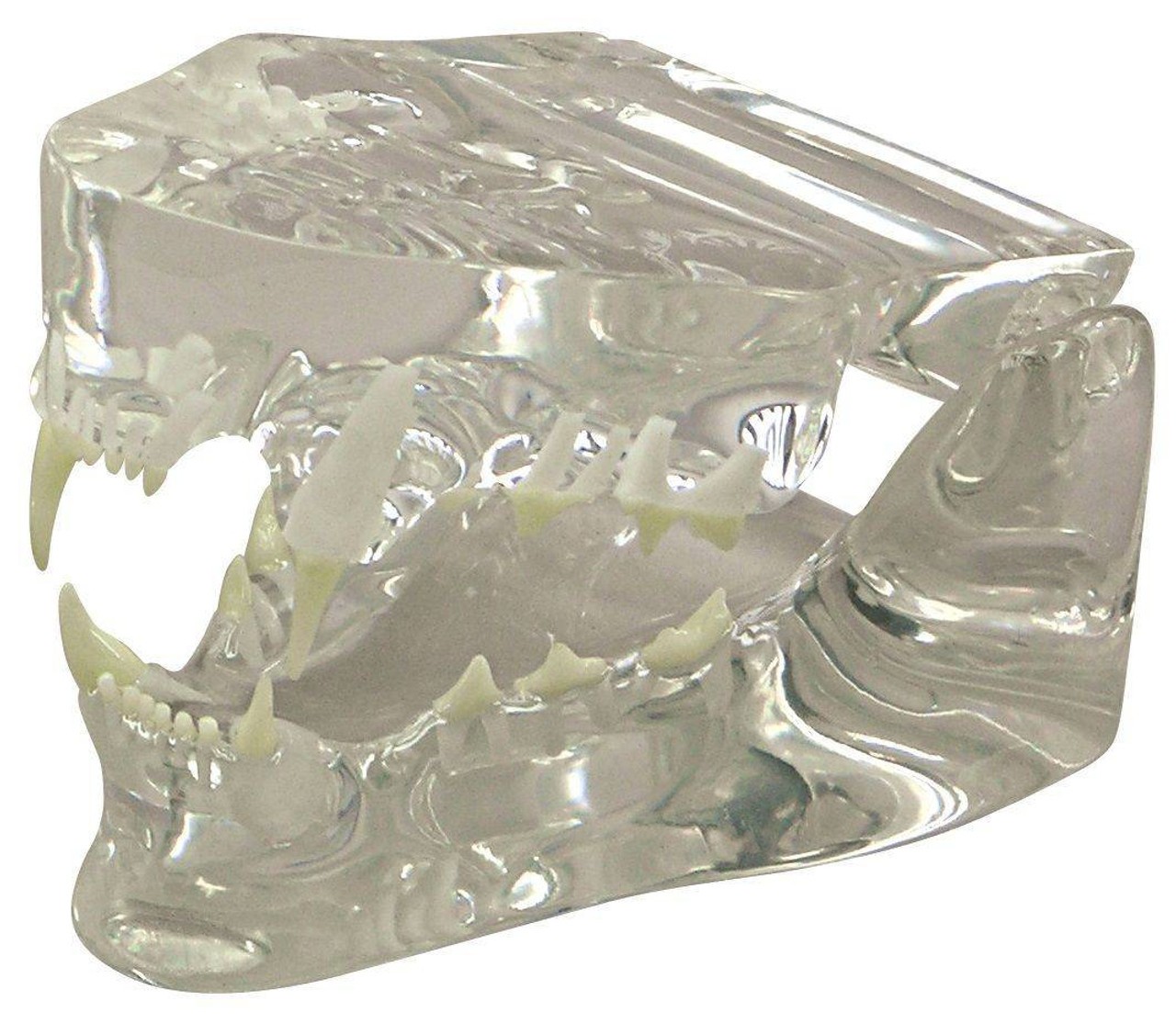 Clear Feline Jaw Anatomy Model