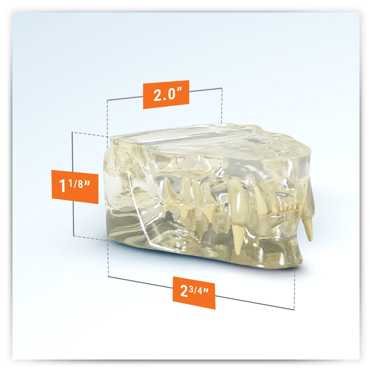 Clear Feline Jaw Anatomy Model