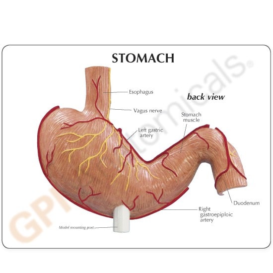 Stomach Cancer Anatomy Model