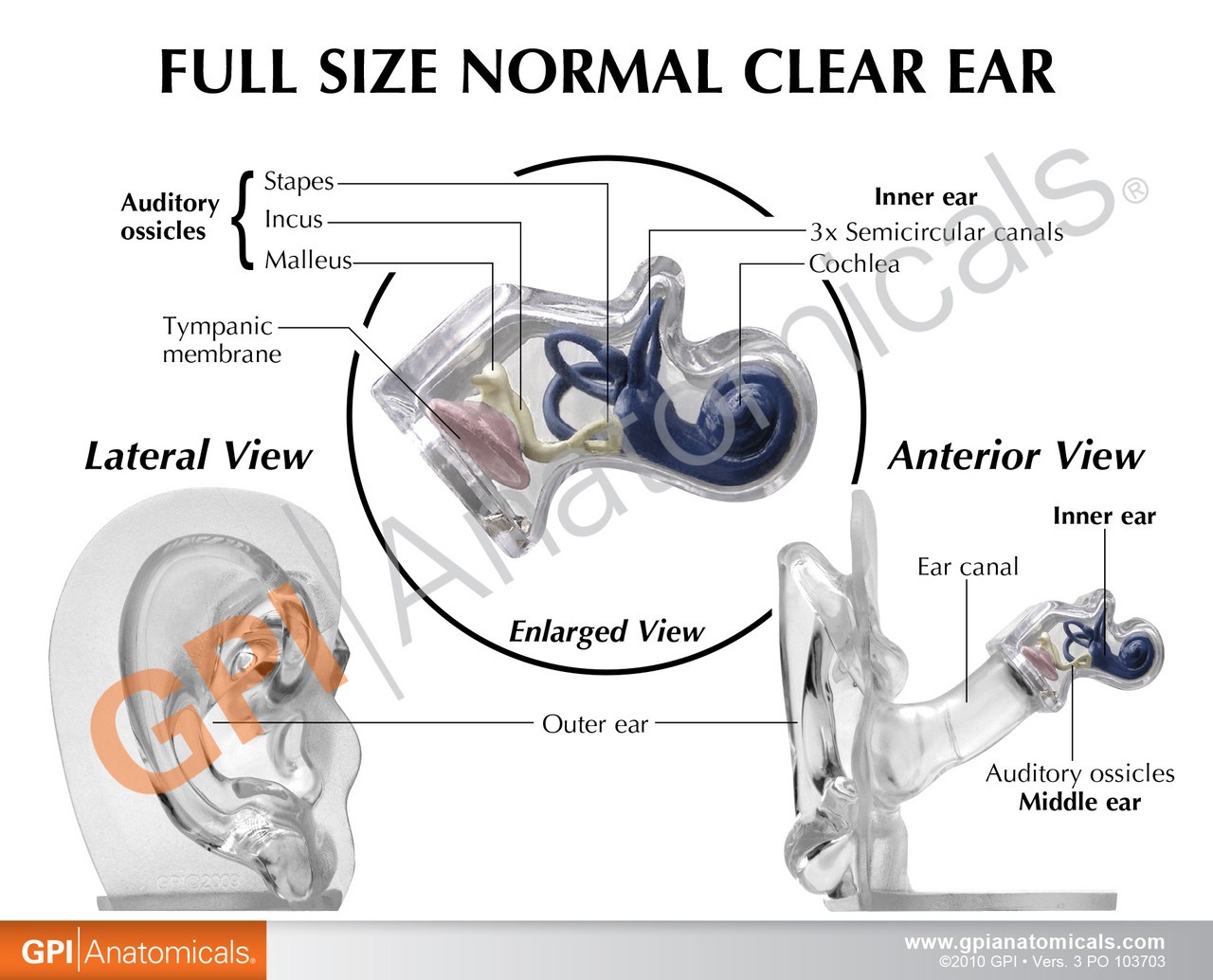 Clear Ear Anatomy Model
