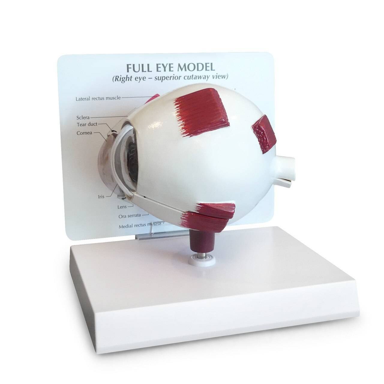 Full Eye Anatomy Model