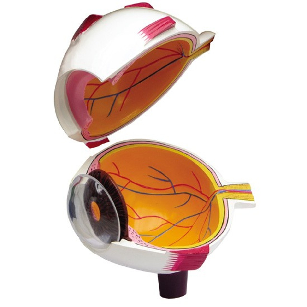 Full Eye Anatomy Model