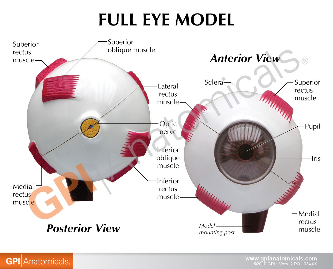 Full Eye Anatomy Model