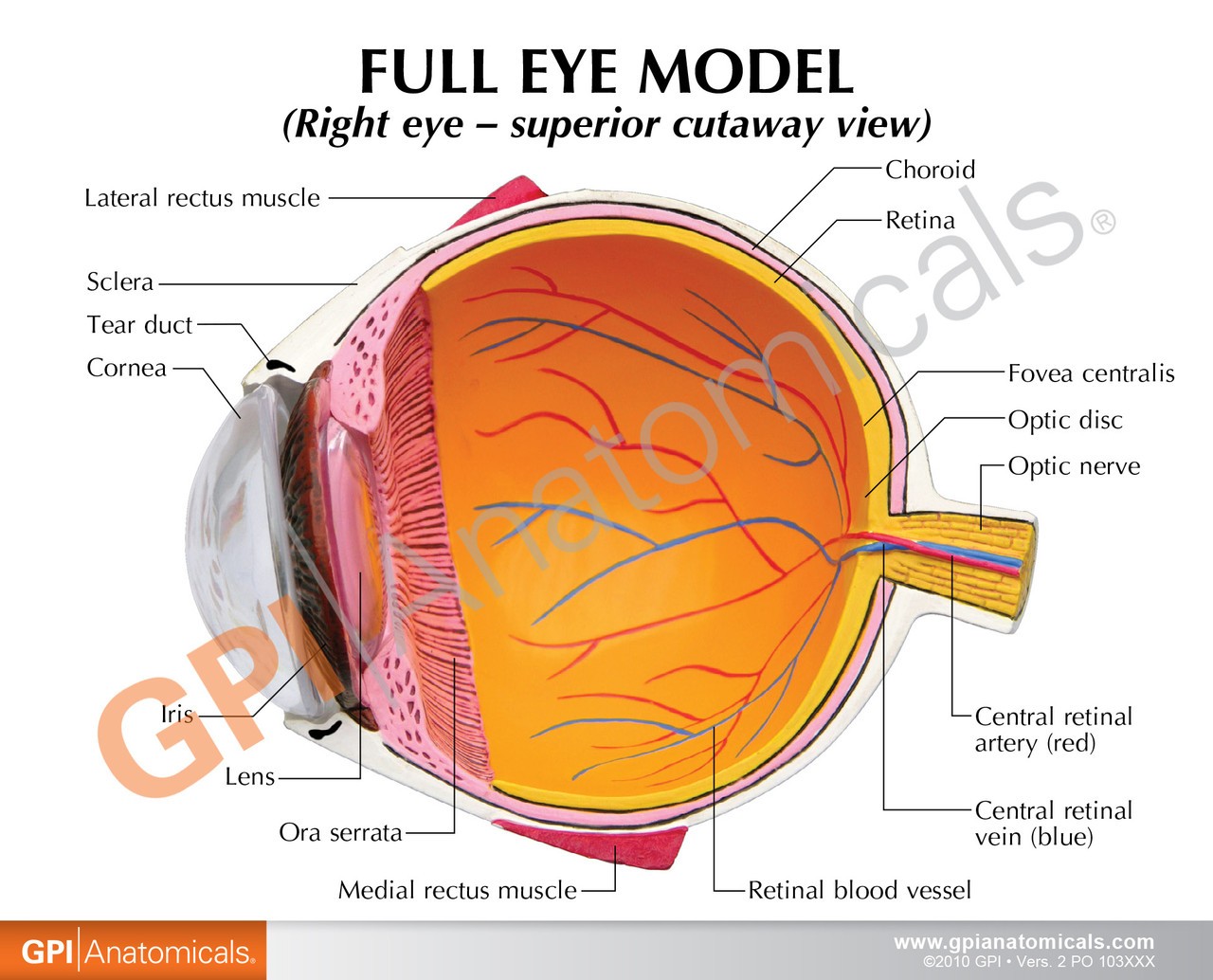 Full Eye Anatomy Model