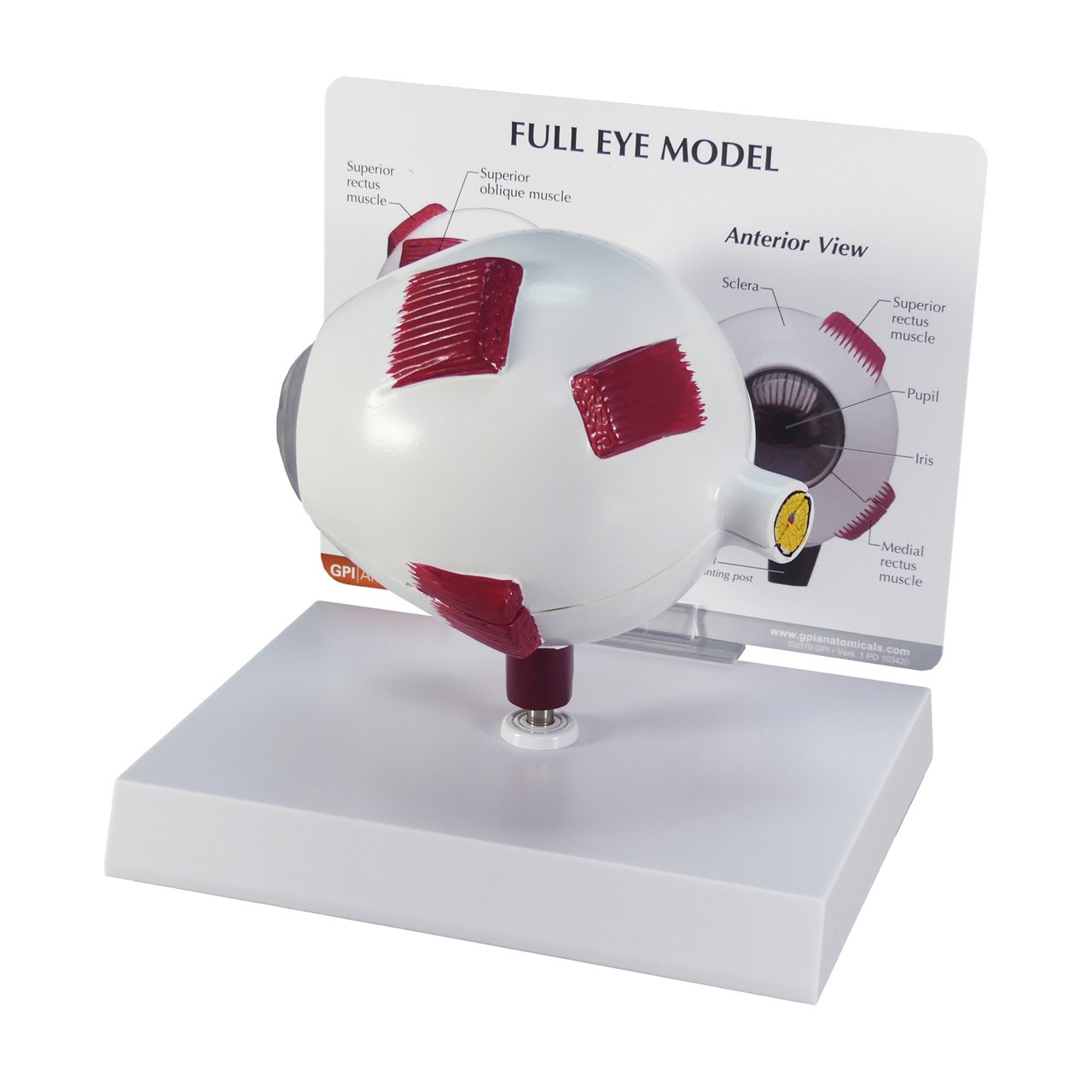 Full Eye Anatomy Model