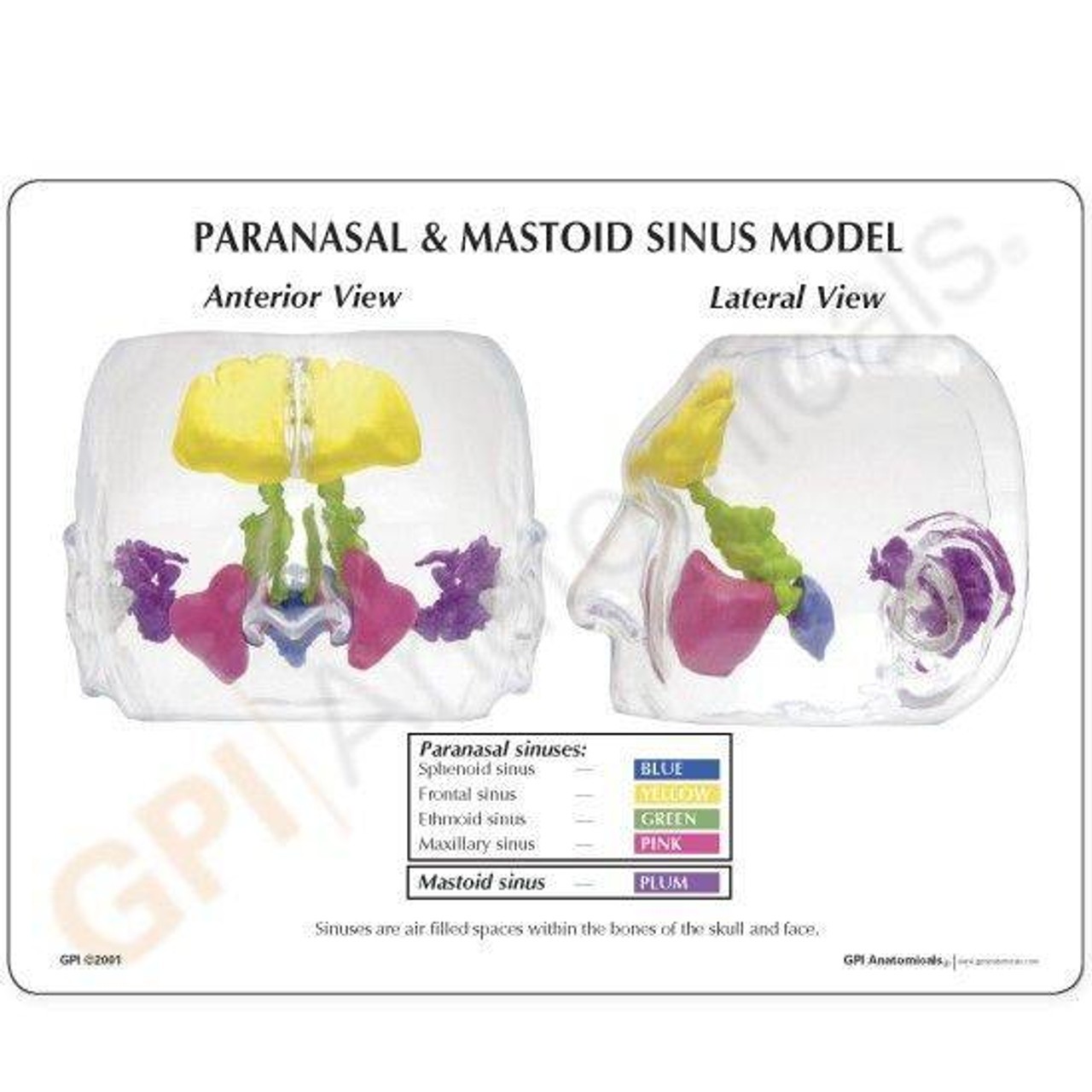Clear Full Sinus Anatomy Model