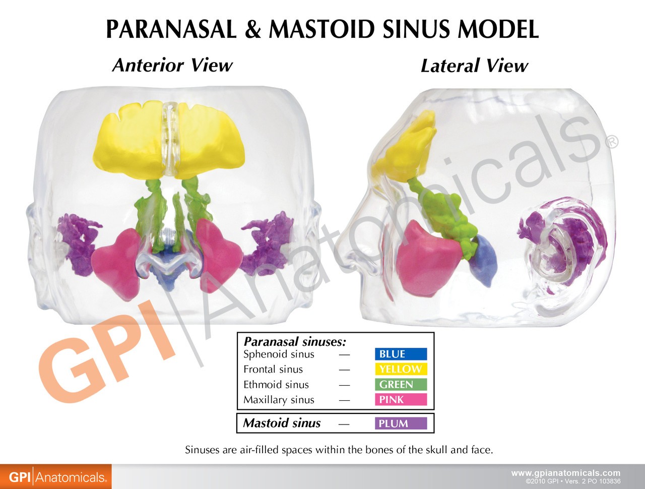 Clear Full Sinus Anatomy Model