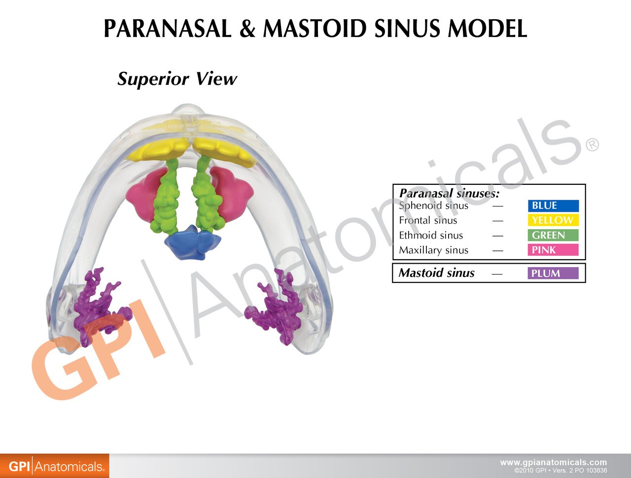 Clear Full Sinus Anatomy Model