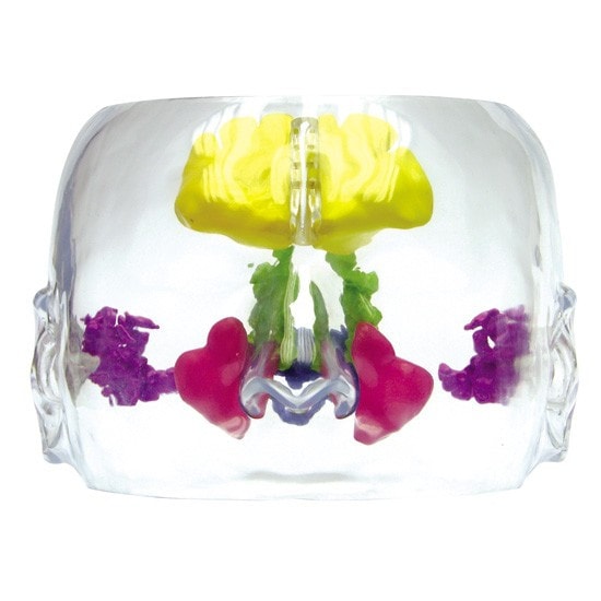 Clear Full Sinus Anatomy Model