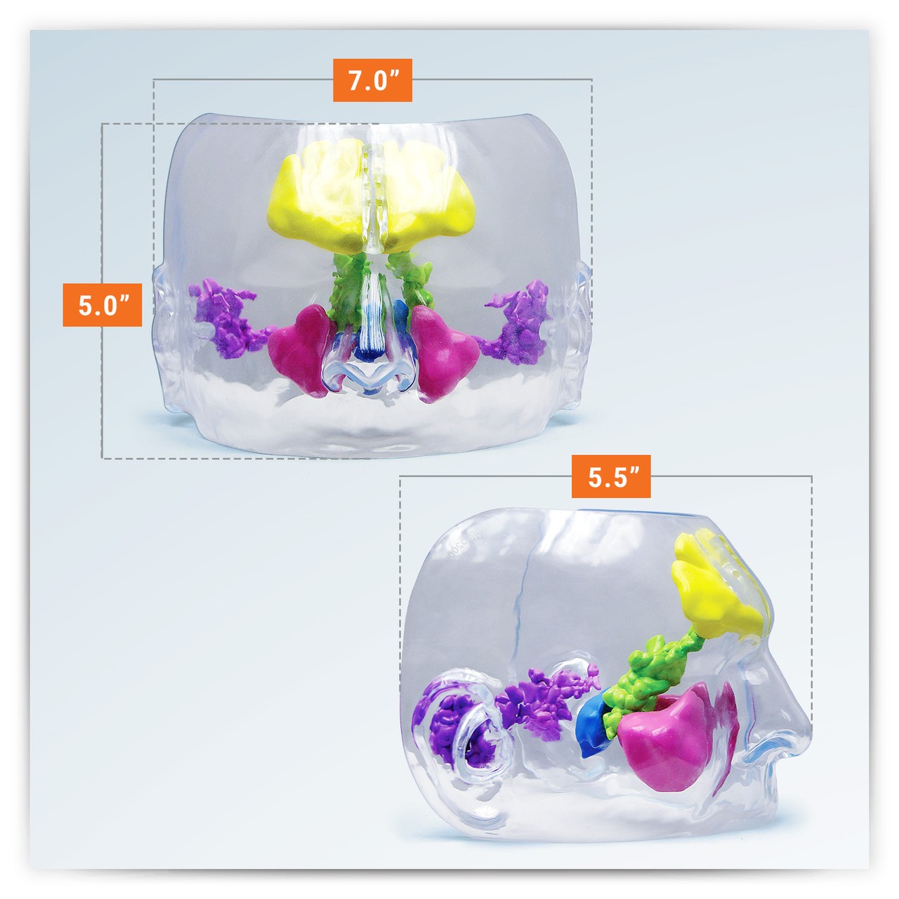 Clear Full Sinus Anatomy Model