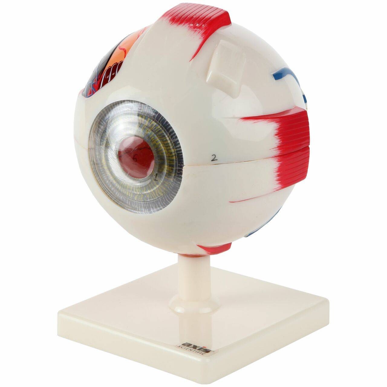 Axis Scientific School Anatomy Model Set - Eye Model