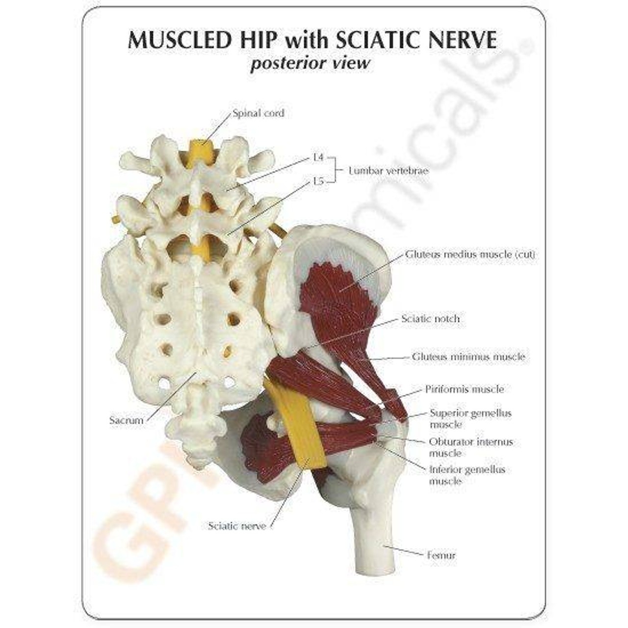 Muscled Hip with Sciatic Nerve Anatomy Model