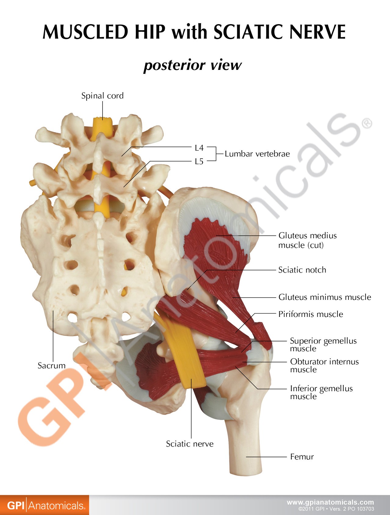 Muscled Hip with Sciatic Nerve Anatomy Model