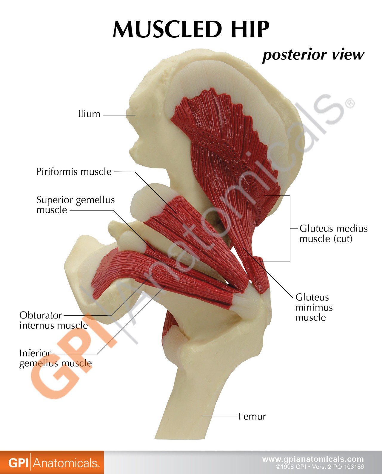 Muscled Joint Deep Hip - education card