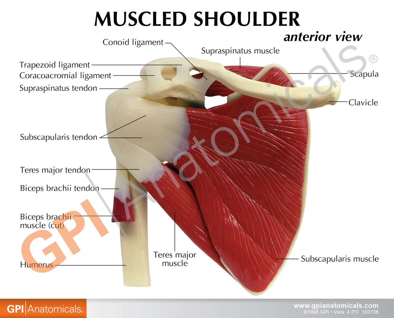 Muscled Joint Shoulder - education card