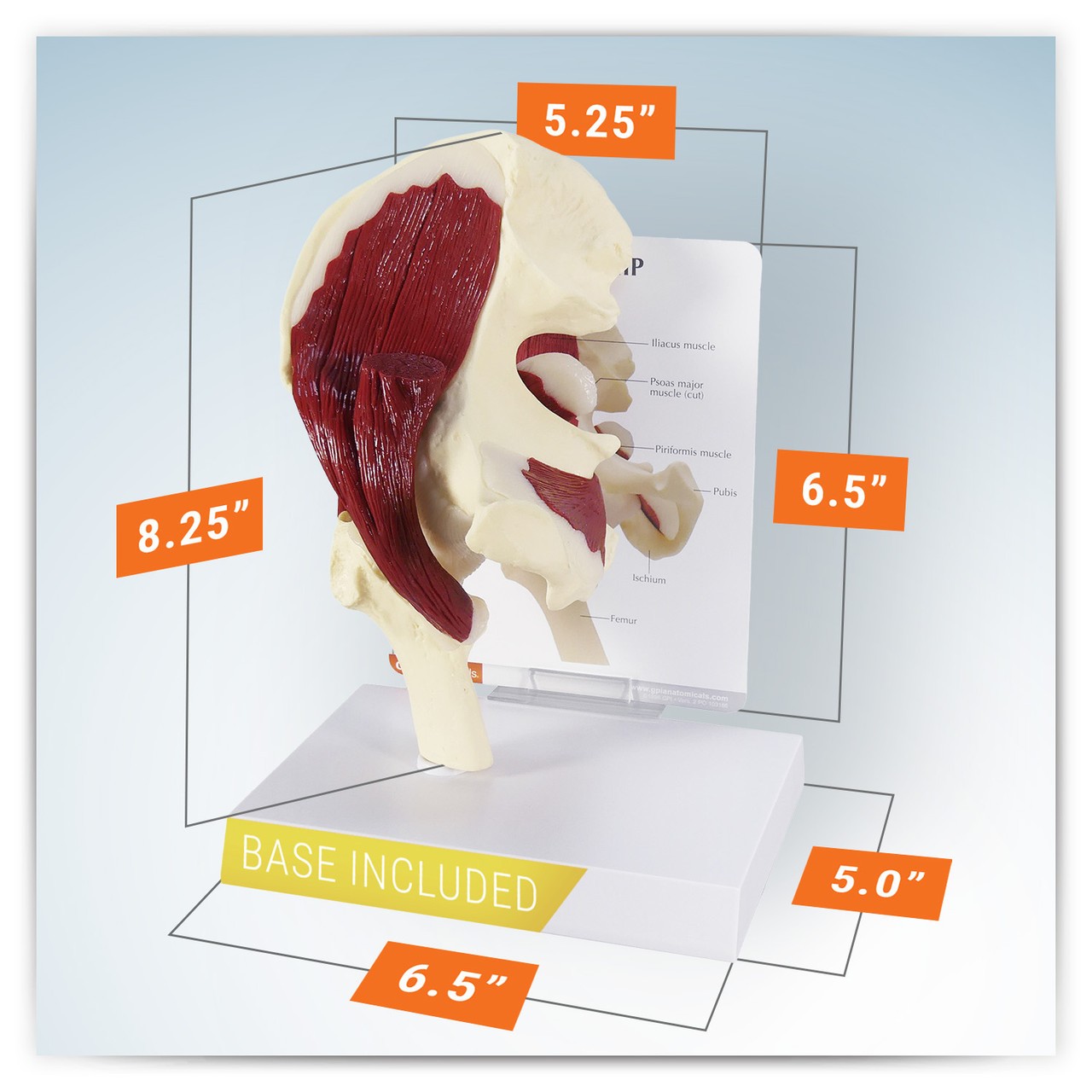 Muscled Joint Deep Hip