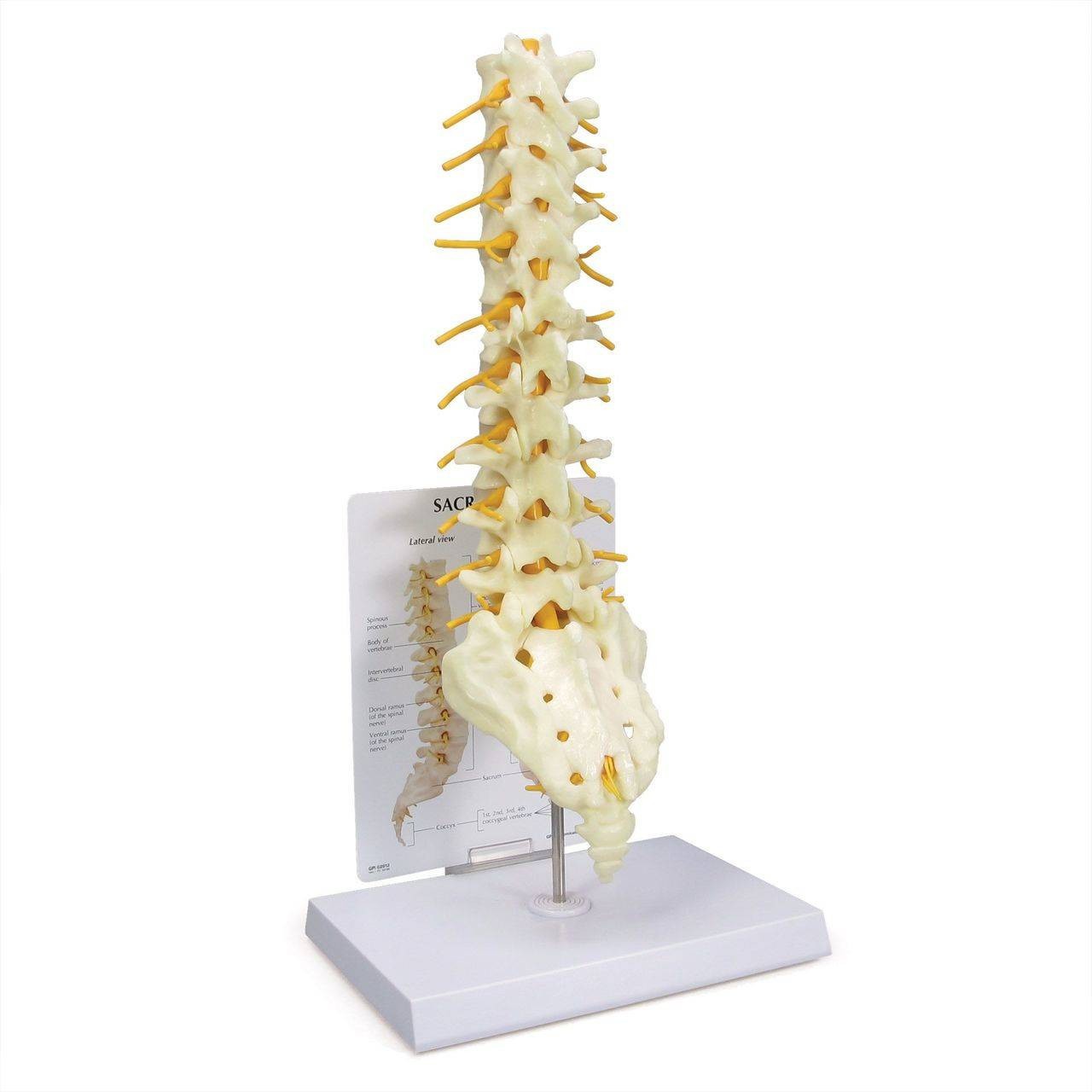 Thoracic and Lumbar Spine with Sacrum