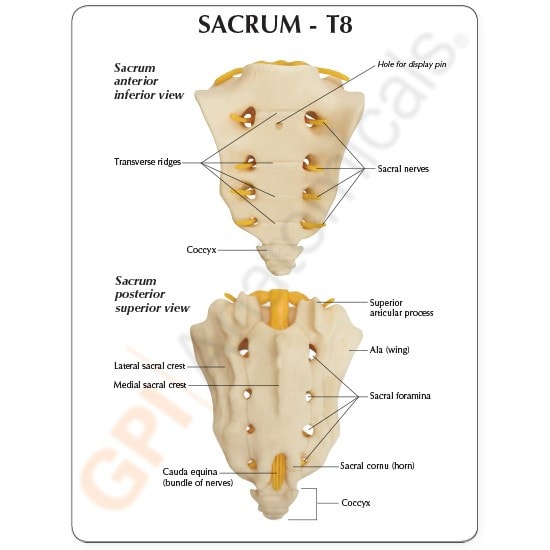 Thoracic and Lumbar Spine with Sacrum - T8-Sacrum-Anterior-Inferior-View