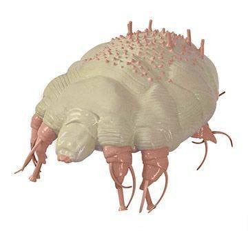Canine Skin Parasites