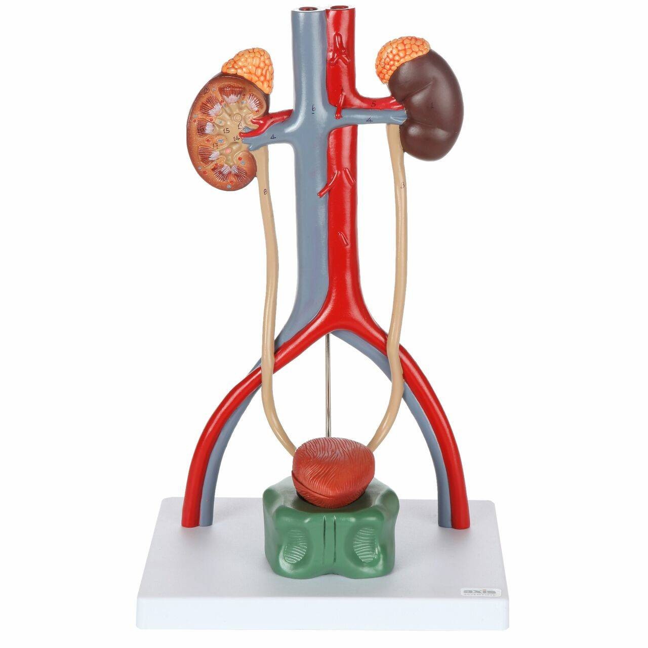 Axis Scientific Urinary Anatomy Model Set