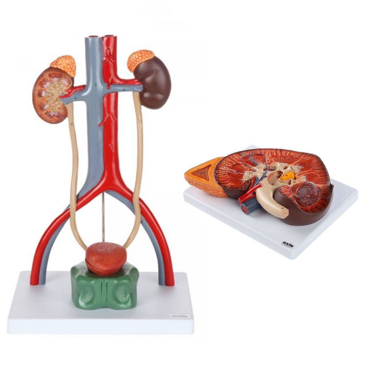 Axis Scientific Urinary Anatomy Model Set