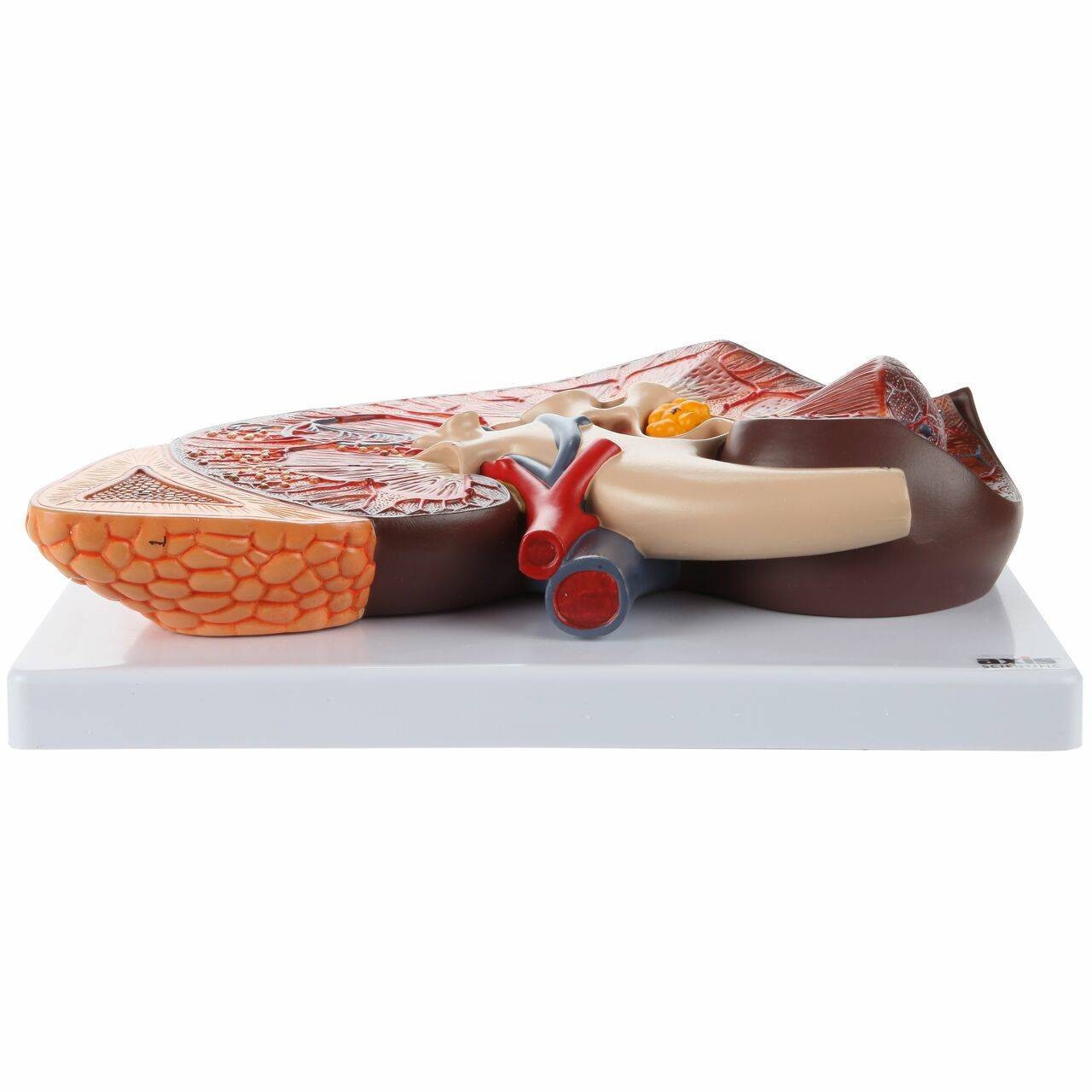 Axis Scientific Kidney Model