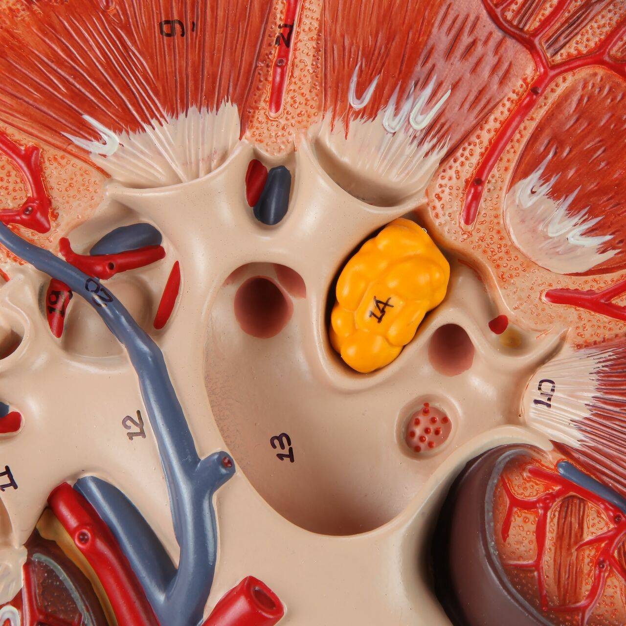 Axis Scientific Kidney Model