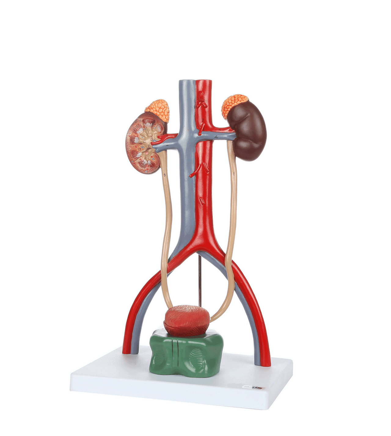 Axis Scientific Urinary Anatomy Model Set