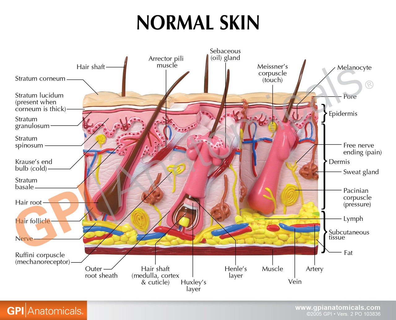 Aging Skin, Hair Loss and Normal Skin Anatomy Model