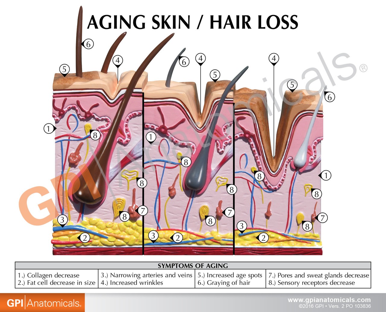 Aging Skin, Hair Loss and Normal Skin Anatomy Model