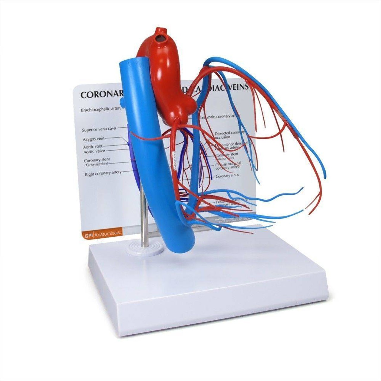 Coronary Artery and Vein Anatomy Model