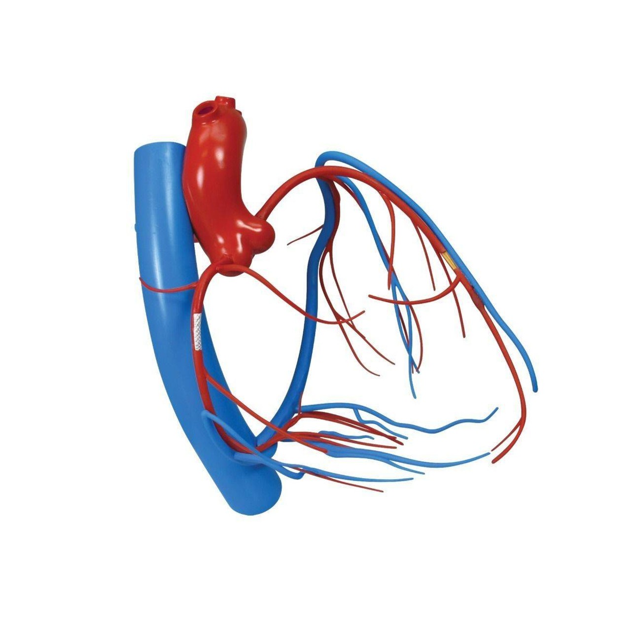 Coronary Artery and Vein Anatomy Model