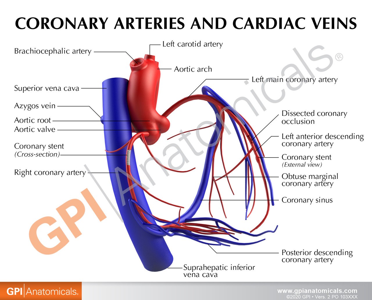 Coronary Artery and Vein Anatomy Model
