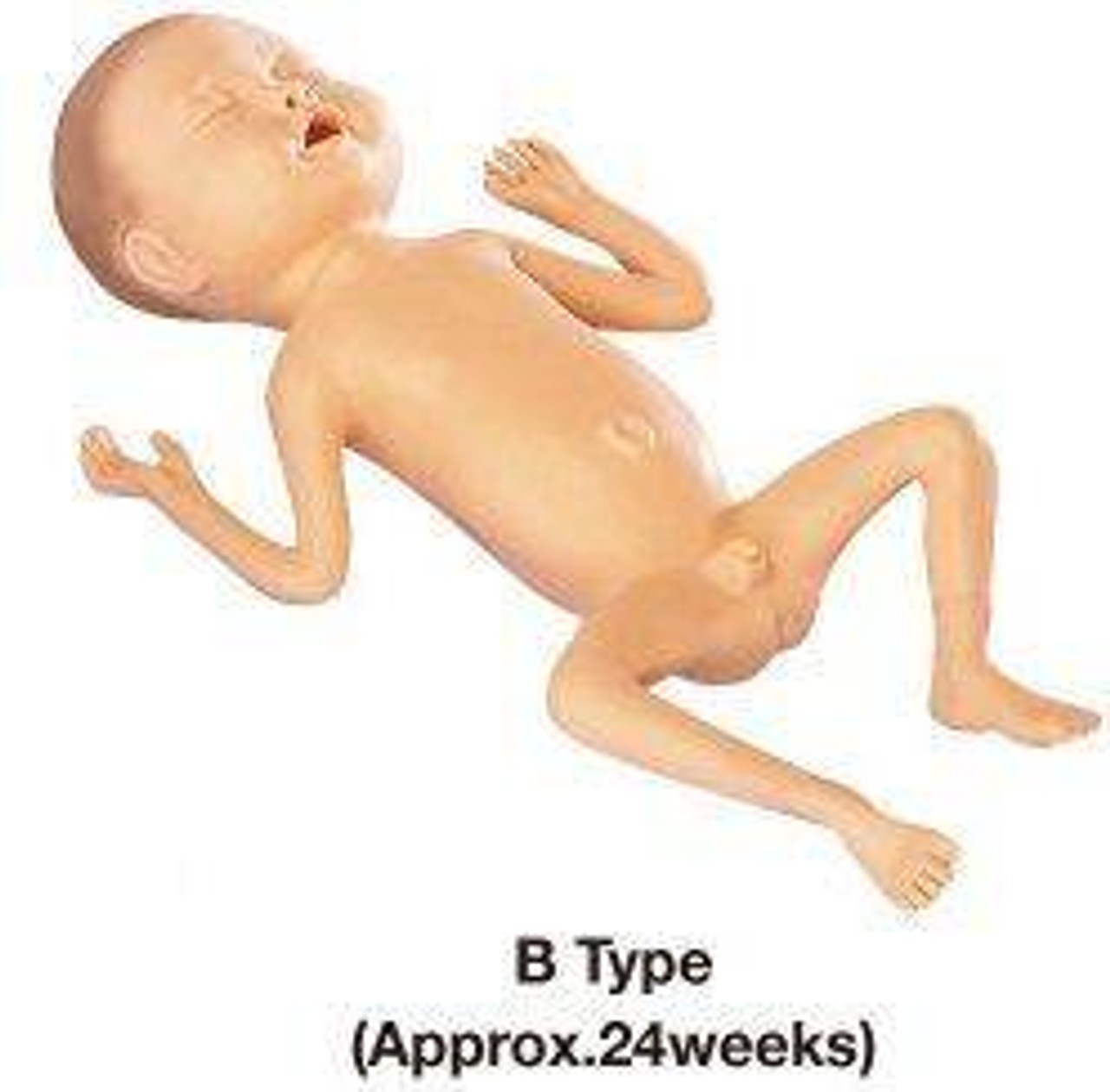 KOKEN Pronatis Model 24 Weeks