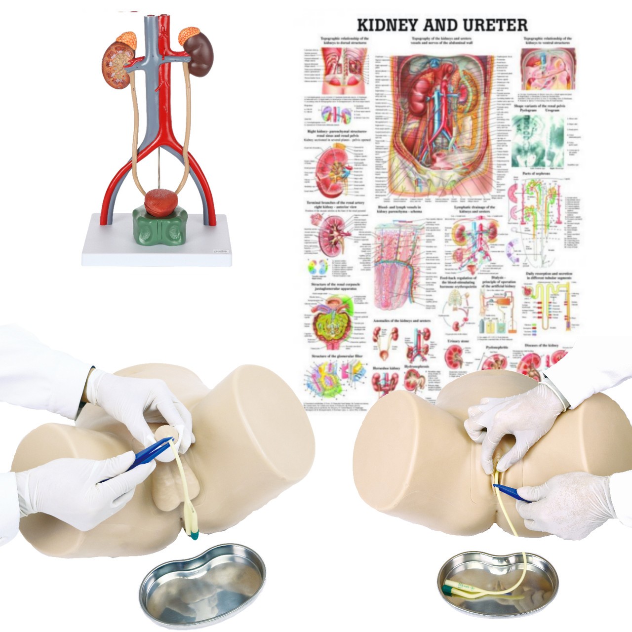 Dual Sex Catheter Trainer and Urinary System Kit with all components