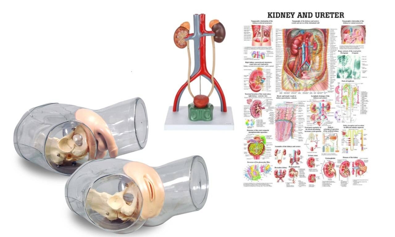 Dual Sex Catheter Transparent Trainer and Urinary System Kit