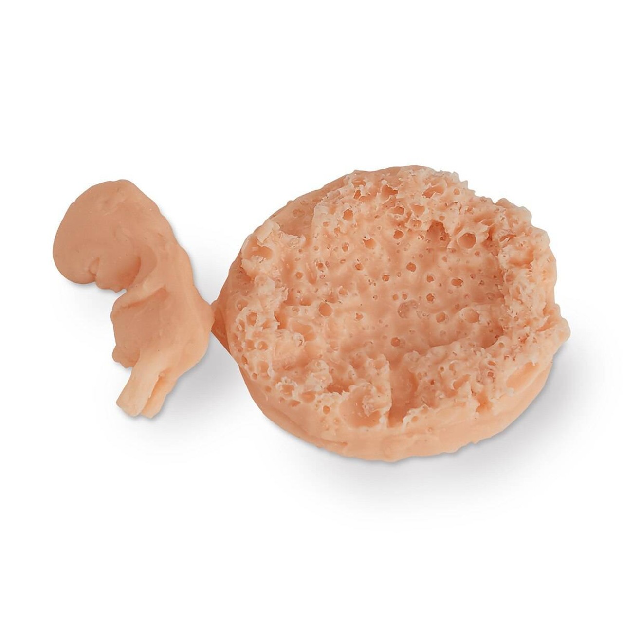 Life/form Human Fetus Replica - 7-8 Week