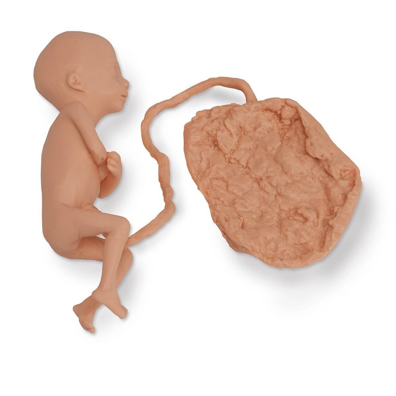 Life/form Human Fetus Replica - 5 Month Female