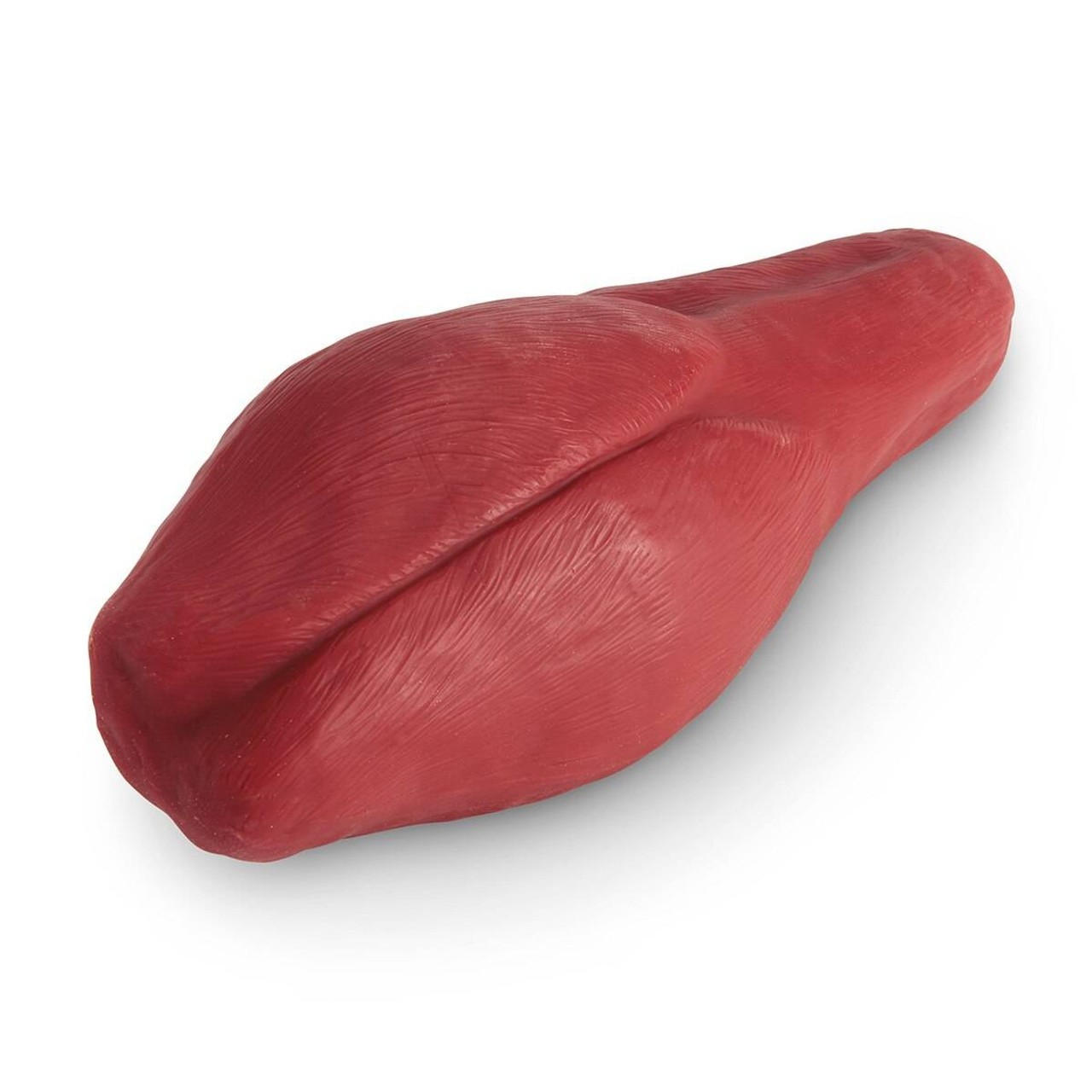 Life/form 5-lb Enhanced Muscle Replica