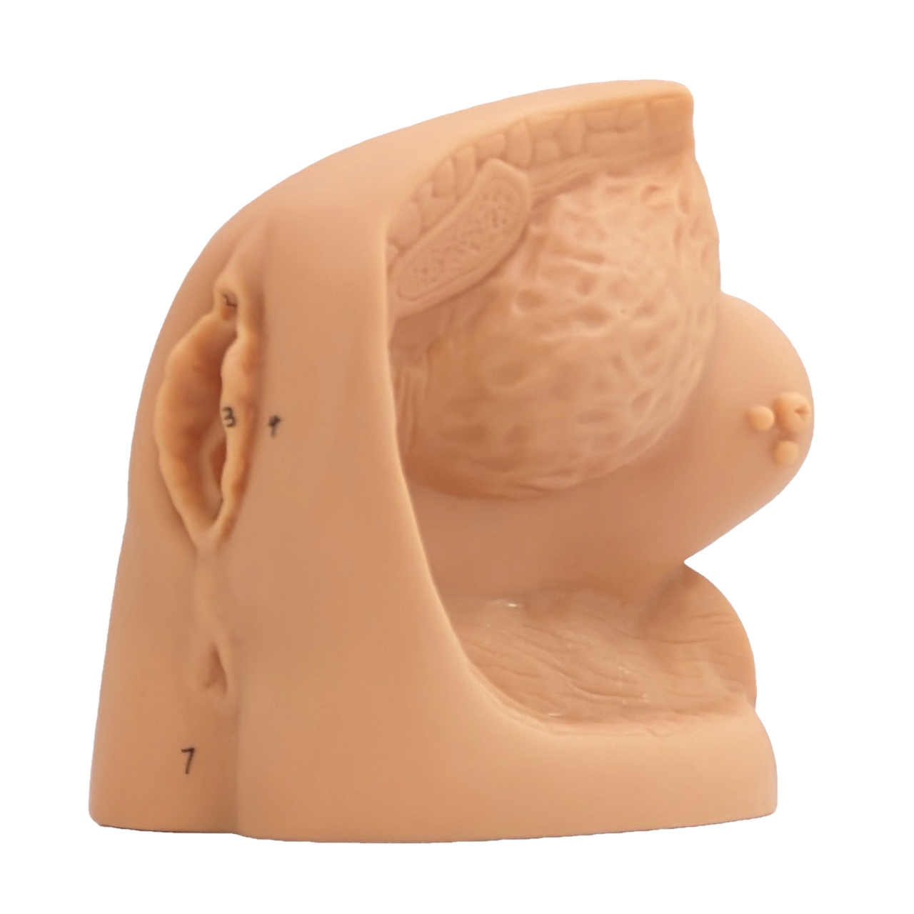 Anatomy Lab Female Genital Organ and Catheterization Model
