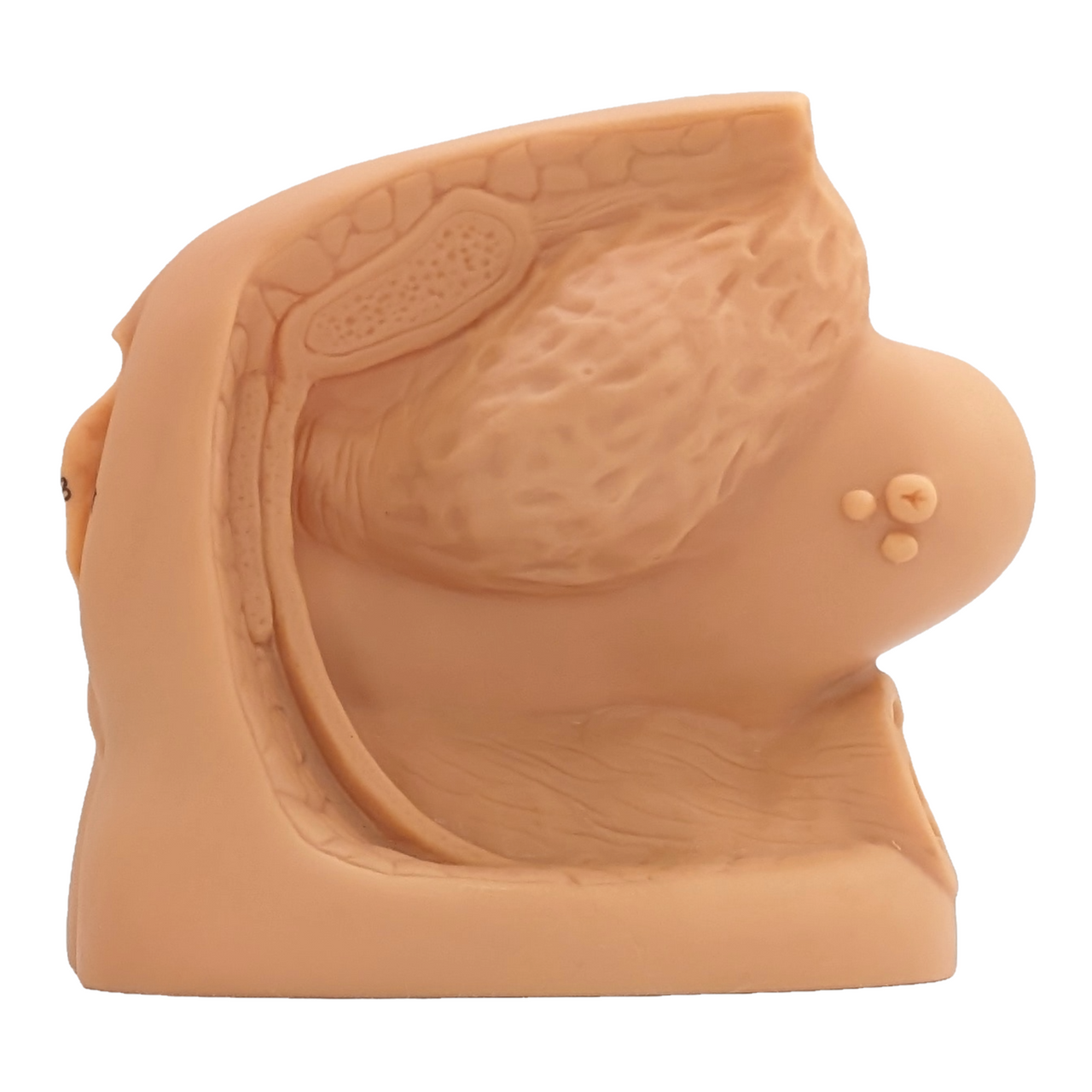Anatomy Lab Female Genital Organ and Catheterization Model