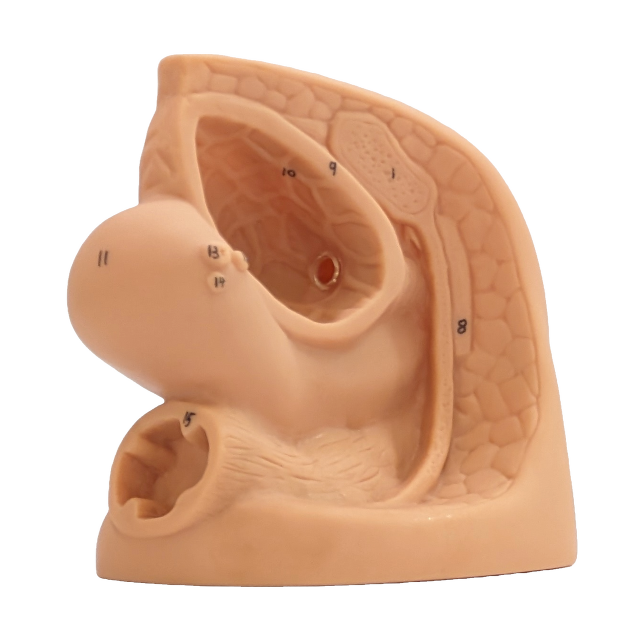 Anatomy Lab Female Genital Organ and Catheterization Model