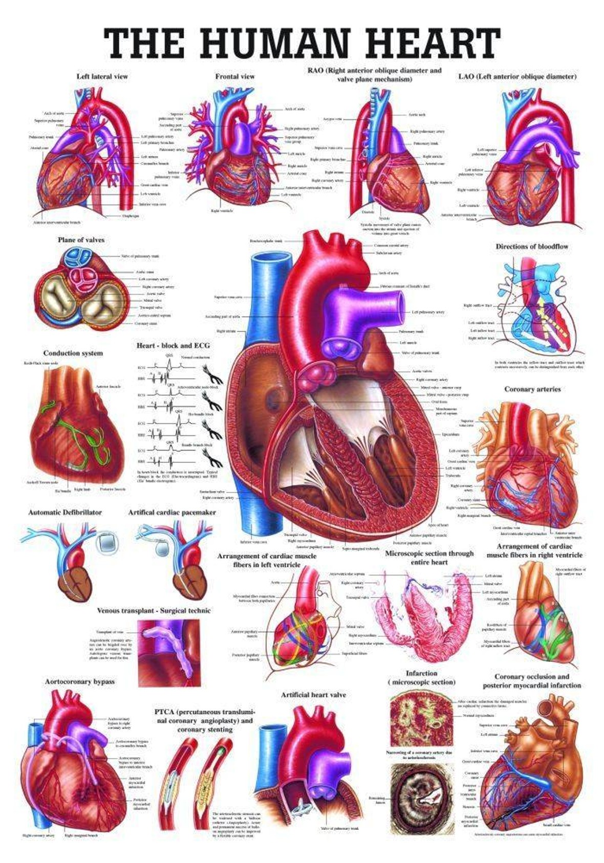 The Human Heart Laminated Anatomy Chart