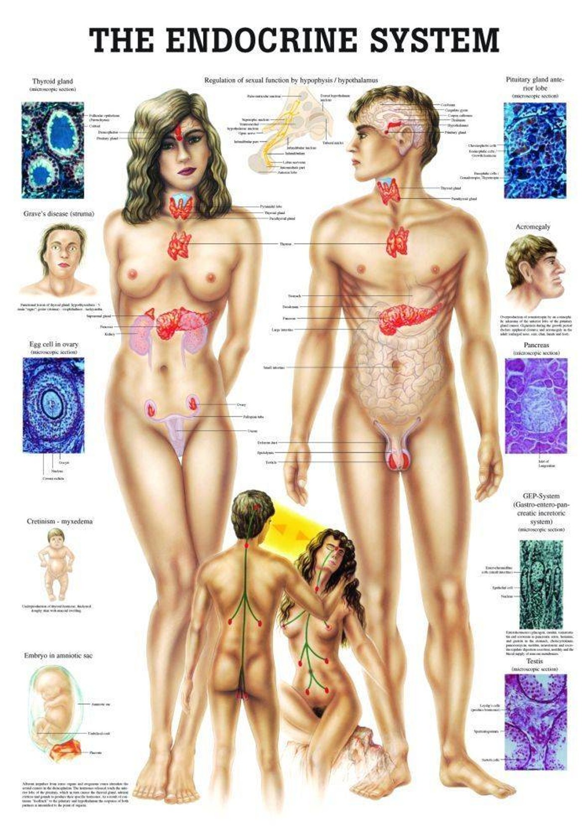 The Endocrine System Laminated Anatomy Chart