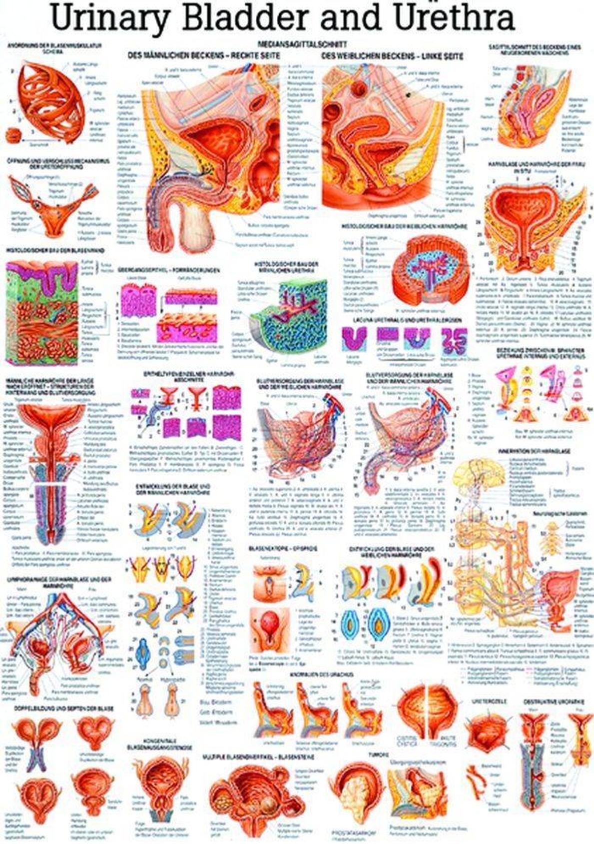 Bladder and Urethra Laminated Anatomy Chart