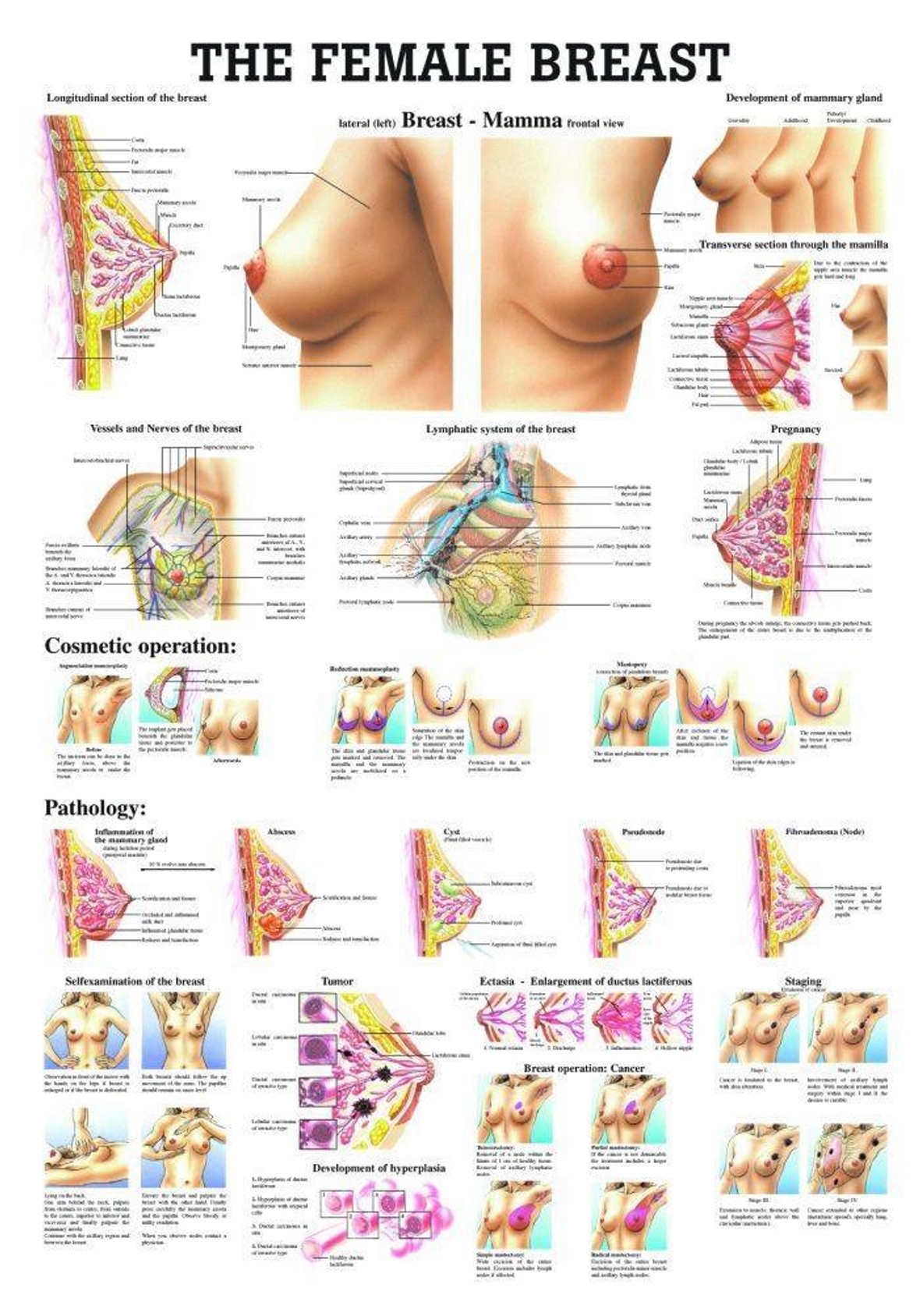 The Female Breast Laminated Anatomy Chart