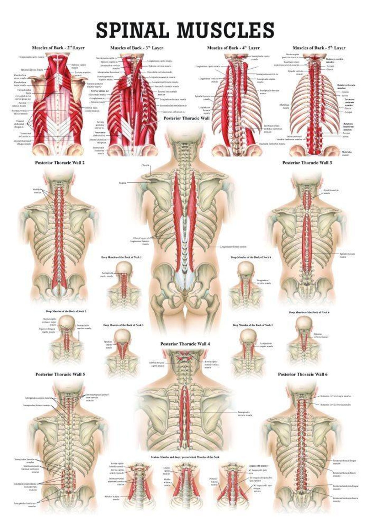 Muscles of the Spine Laminated Anatomy Chart