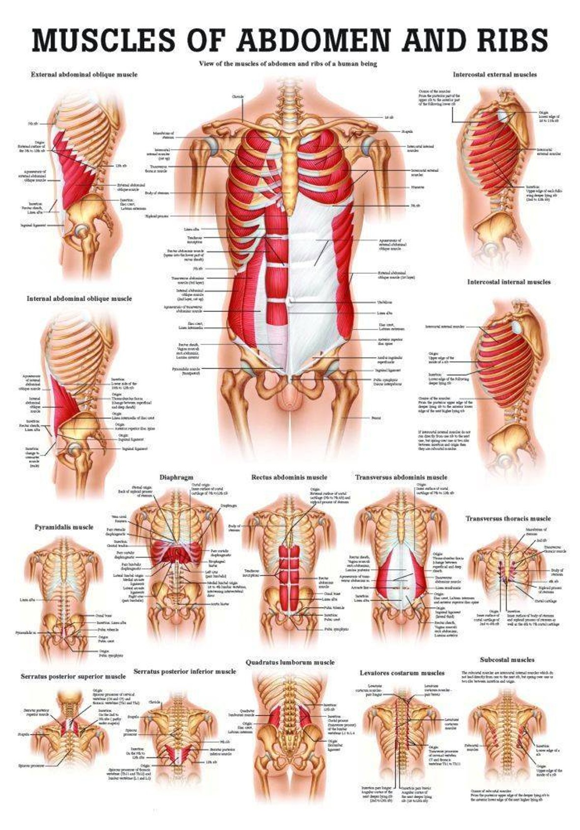 Muscles of the Abdomen and Ribs Laminated Anatomy Chart