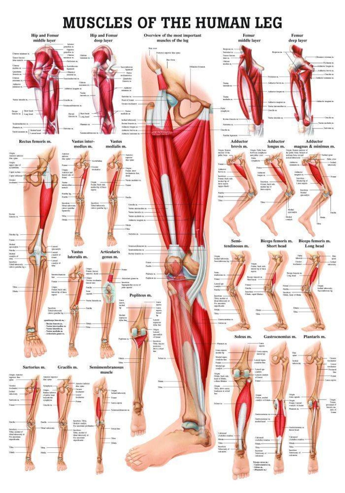 Muscles of the Leg Laminated Anatomy Chart